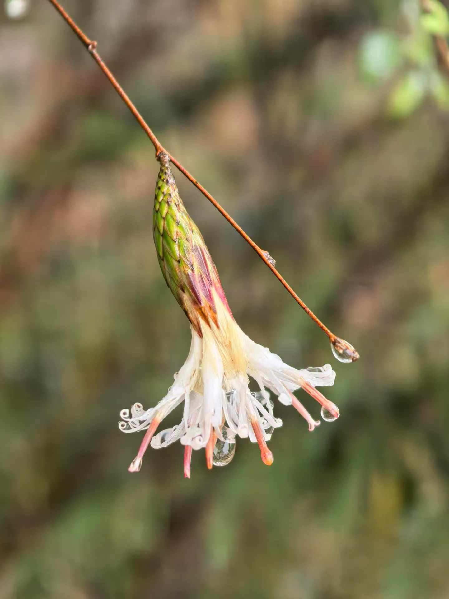 花蕊垂露
